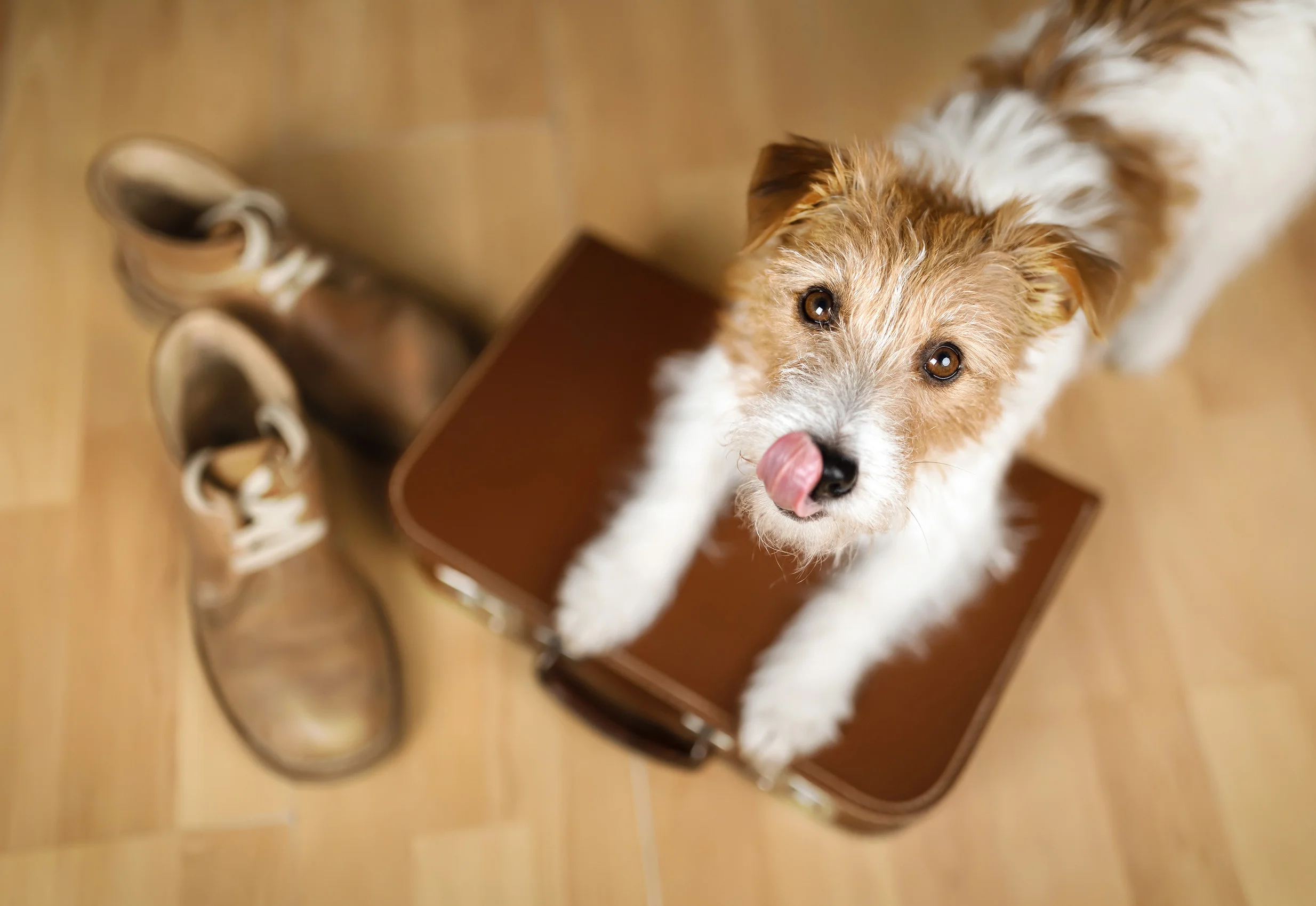 Pet Hotel – Where Your Pet Feels Like Home